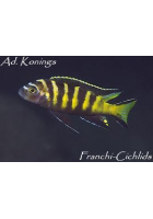 Obrázok pre labidochromis chisumulae  chizumulu