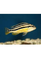 Obrázok pre melanochromis auratus