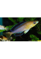 Obrázok pre Cyprichromis sp leptosoma jumbo yellow head kekese