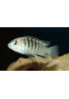 Obrázok pre Labidochromis sp. Nkali