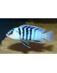 Obrázok pre labidochromis chisumulae chizumulu