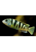 Obrázok pre Labidochromis Perlmutt