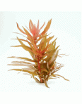 Obrázok pre Ammannia gracilis   