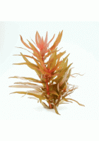 Obrázok pre Ammannia gracilis   